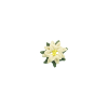 Bouton petit edelweiss vert et blanc