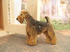 Bouton chien welsh-terrier