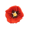 Bouton gros coquelicot rouge