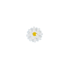 Bouton petite marguerite blanche coeur jaune