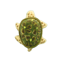 Bouton tortue verte