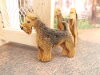 Bouton chien welsh-terrier