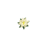 Bouton petit edelweiss vert et blanc