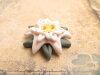 Bouton edelweiss vert et blanc