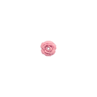 Bouton petite rose rose