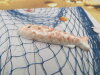 Bouton poisson saumon