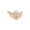 Bouton tête d'ange